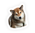 TachyDex Memory Circle - Pet dog companion avatar